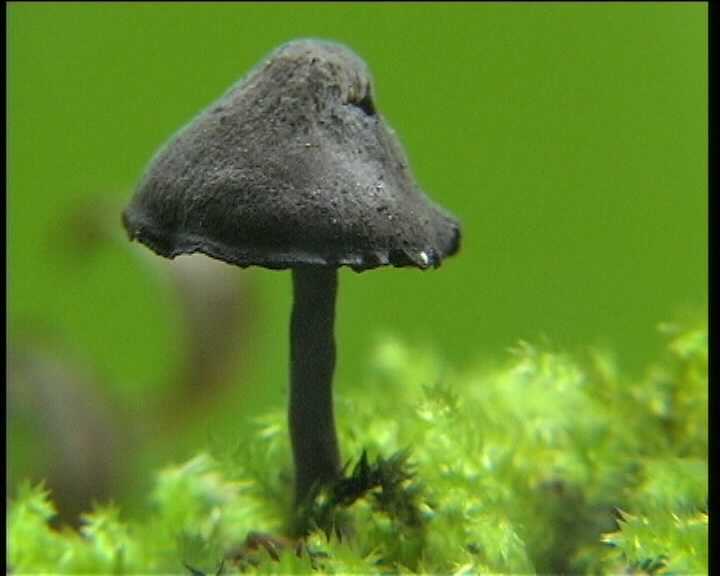 Hydropus atramentosus (Kalchbr.) Kotl. & Pouz.